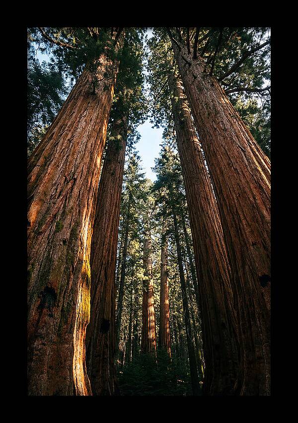 Gazing Up Through Sequoias