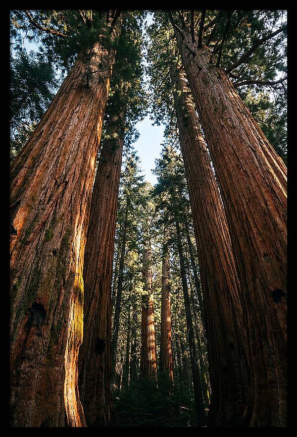 Gazing Up Through Sequoias