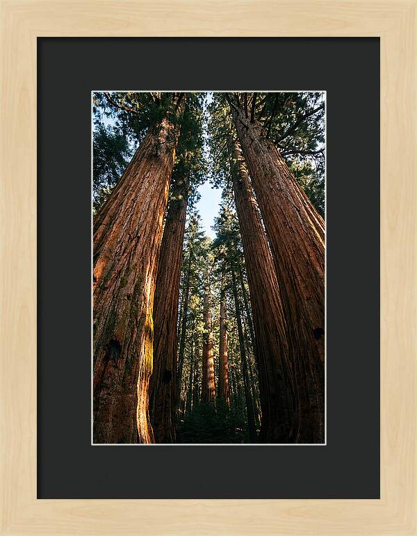 Gazing Up Through Sequoias