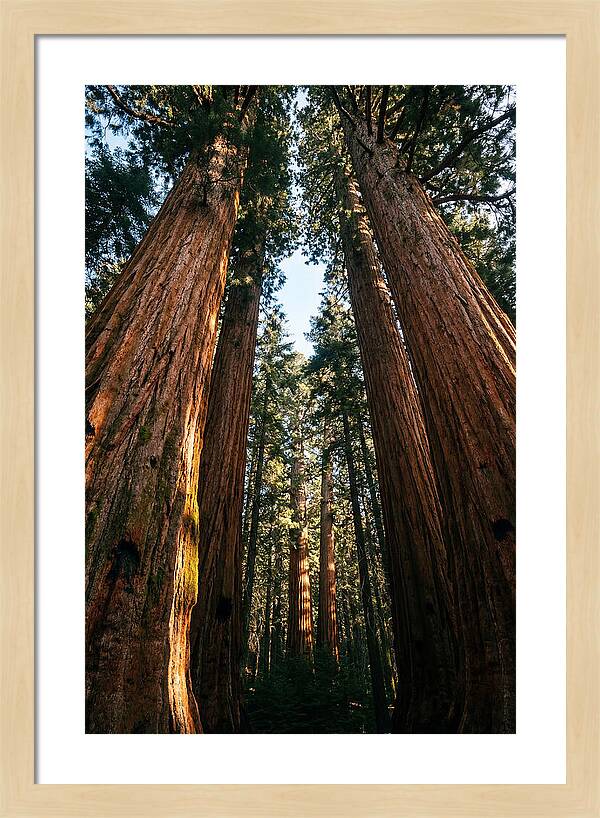 Gazing Up Through Sequoias
