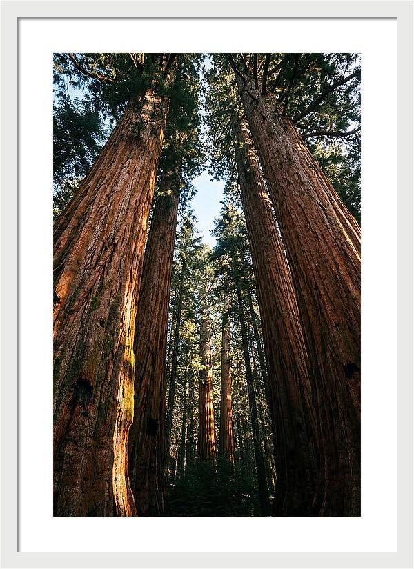 Gazing Up Through Sequoias