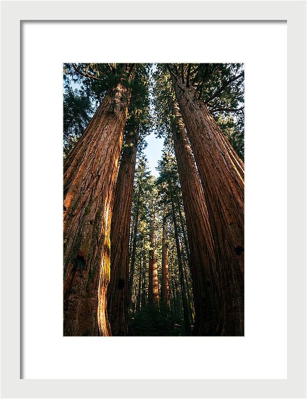 Gazing Up Through Sequoias