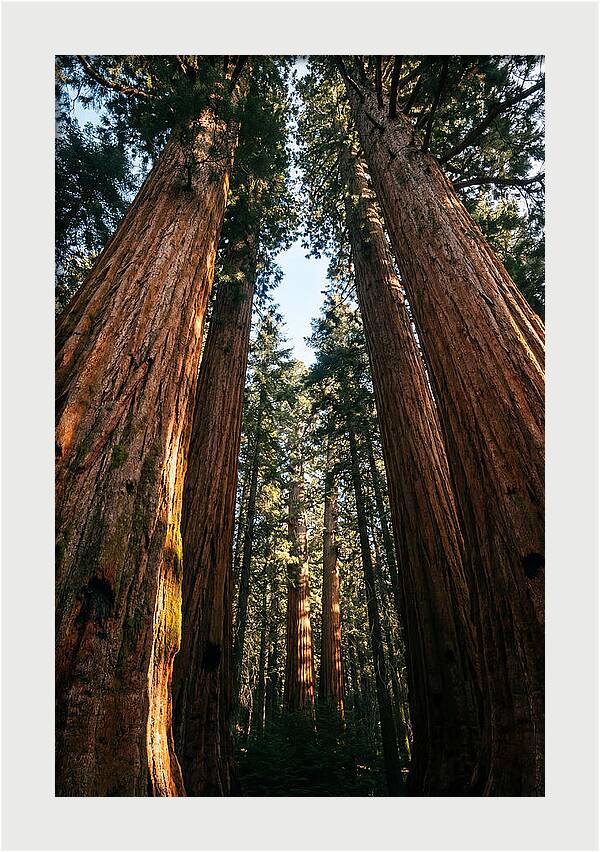 Gazing Up Through Sequoias
