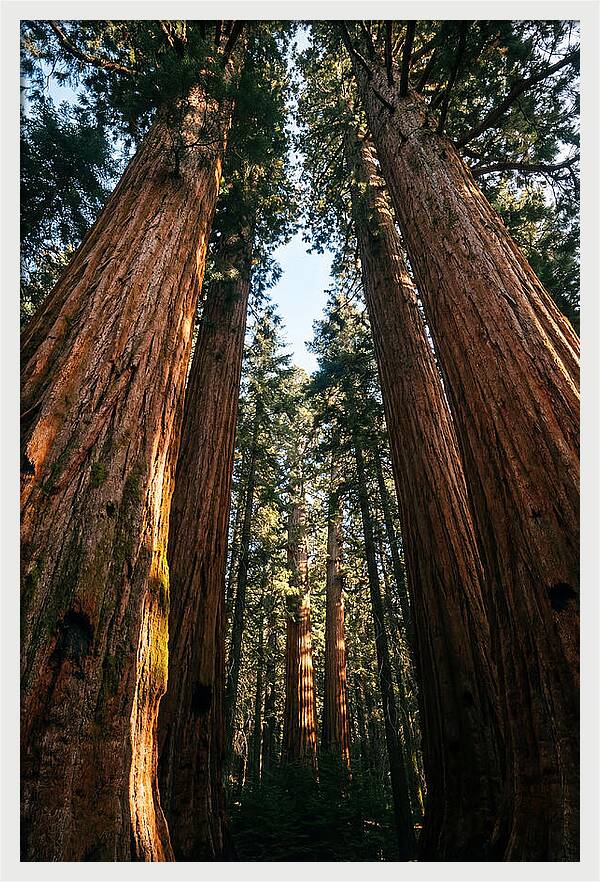 Gazing Up Through Sequoias