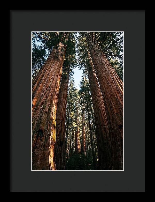 Gazing Up Through Sequoias