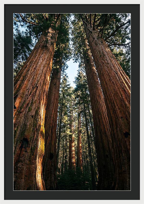 Gazing Up Through Sequoias