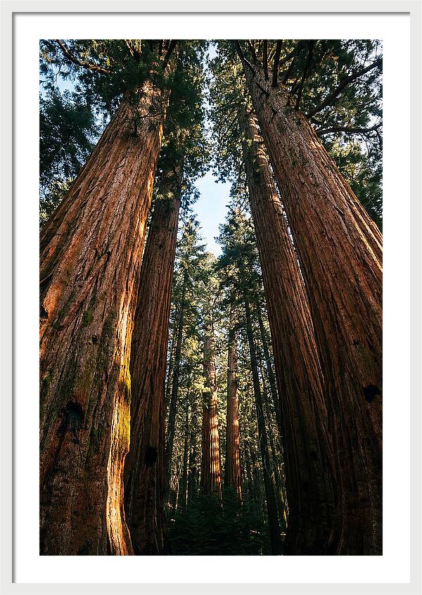 Gazing Up Through Sequoias
