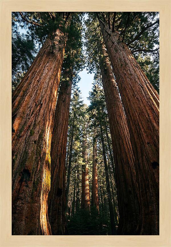 Gazing Up Through Sequoias