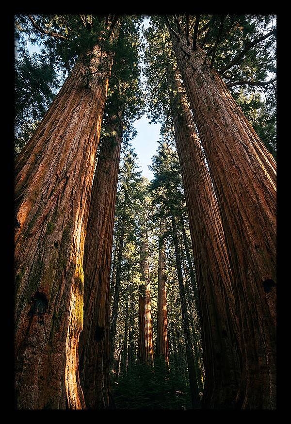 Gazing Up Through Sequoias