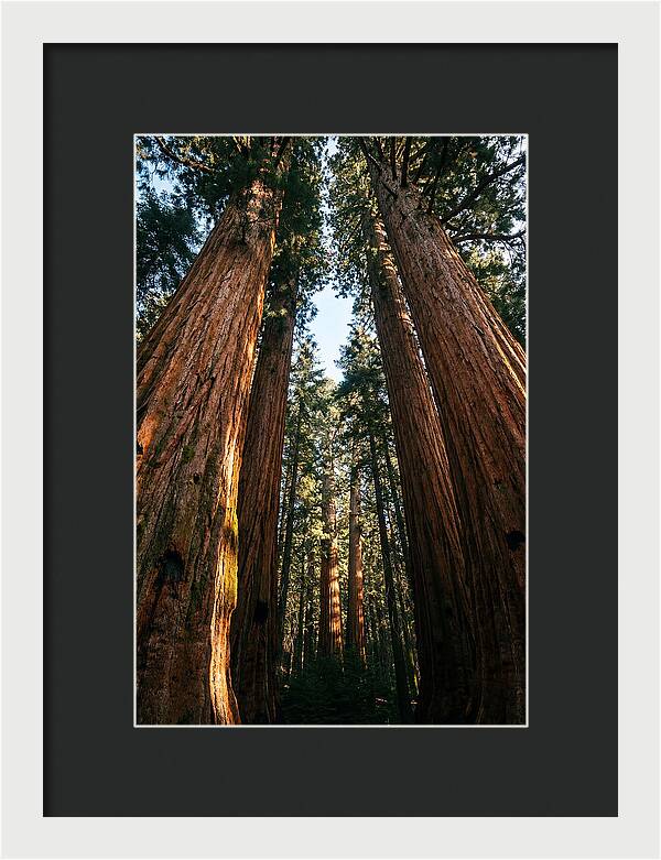 Gazing Up Through Sequoias