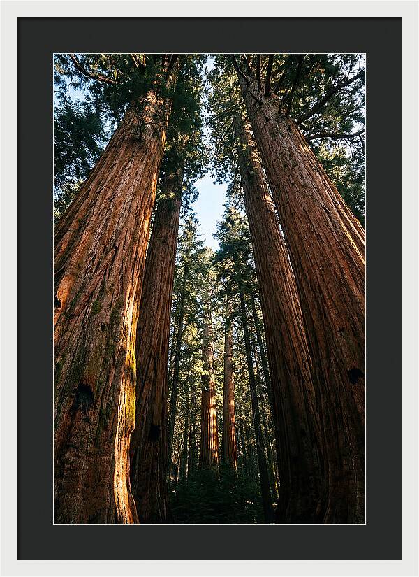 Gazing Up Through Sequoias
