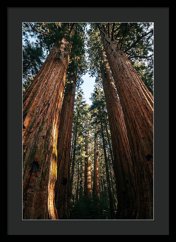 Gazing Up Through Sequoias