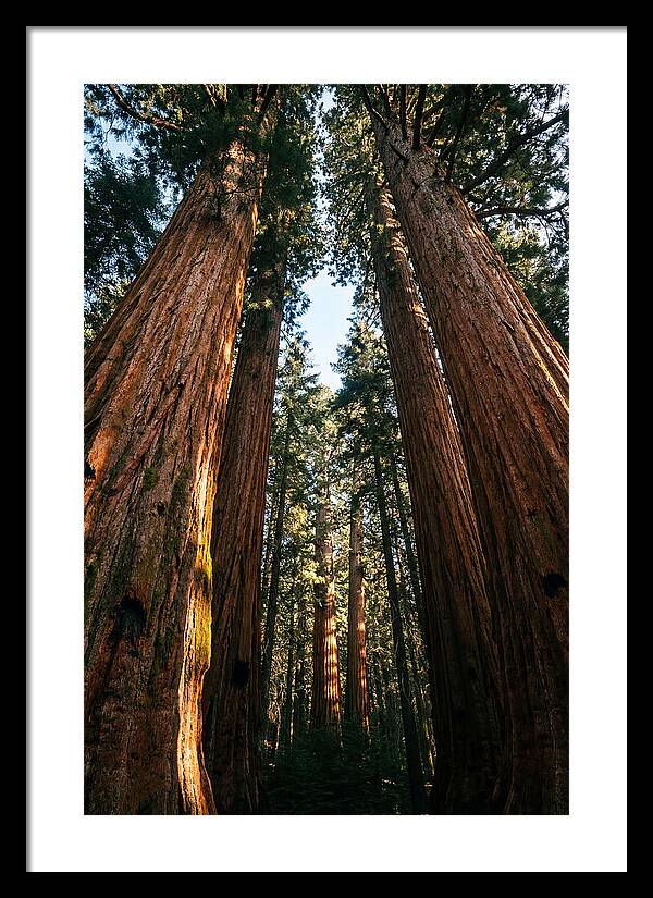 Gazing Up Through Sequoias