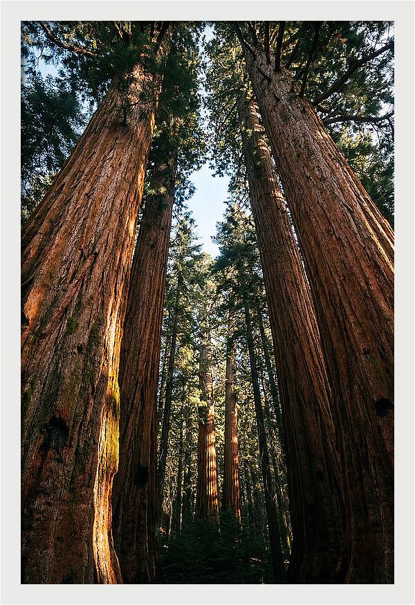 Gazing Up Through Sequoias
