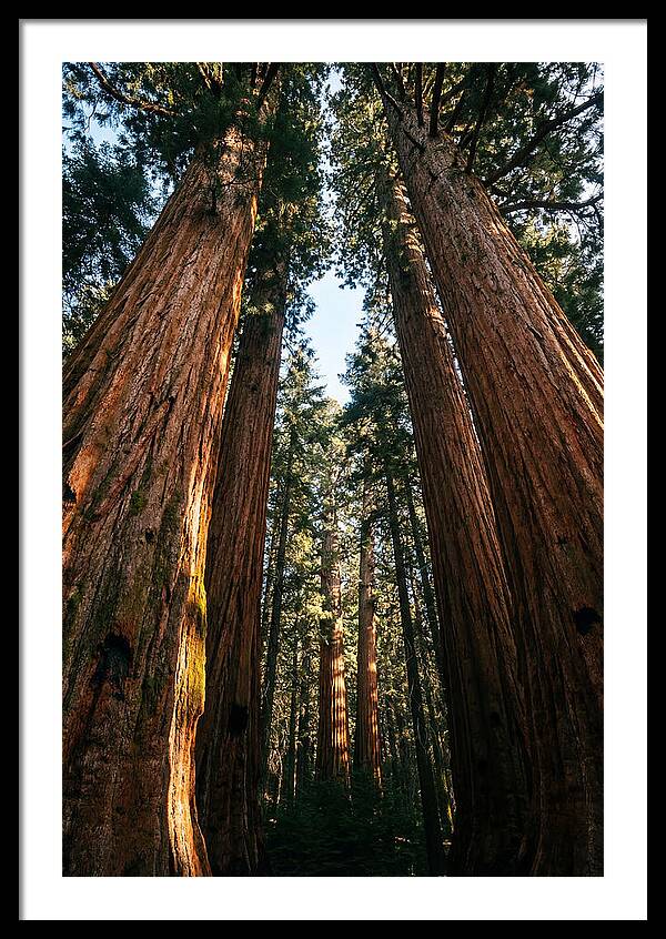 Gazing Up Through Sequoias