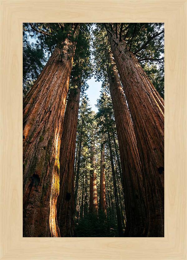 Gazing Up Through Sequoias