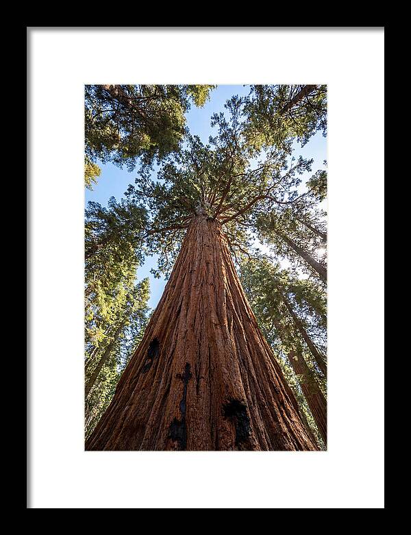 Gazing Upward Through Sequoia Canopy