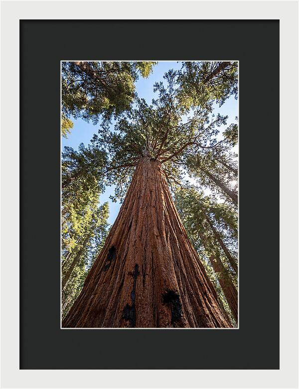 Gazing Upward Through Sequoia Canopy
