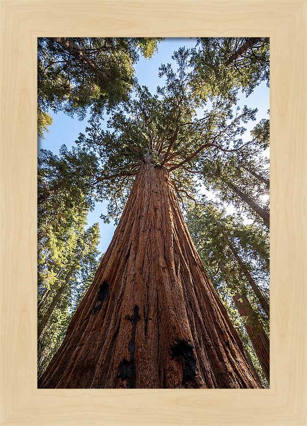 Gazing Upward Through Sequoia Canopy