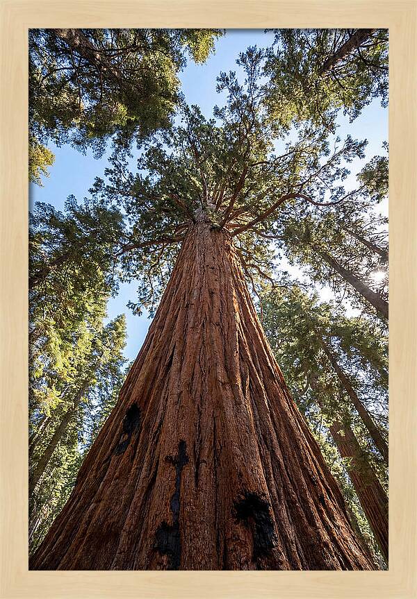 Gazing Upward Through Sequoia Canopy