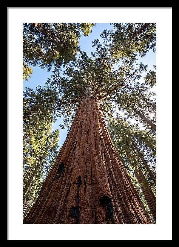 Gazing Upward Through Sequoia Canopy
