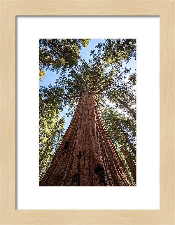 Gazing Upward Through Sequoia Canopy