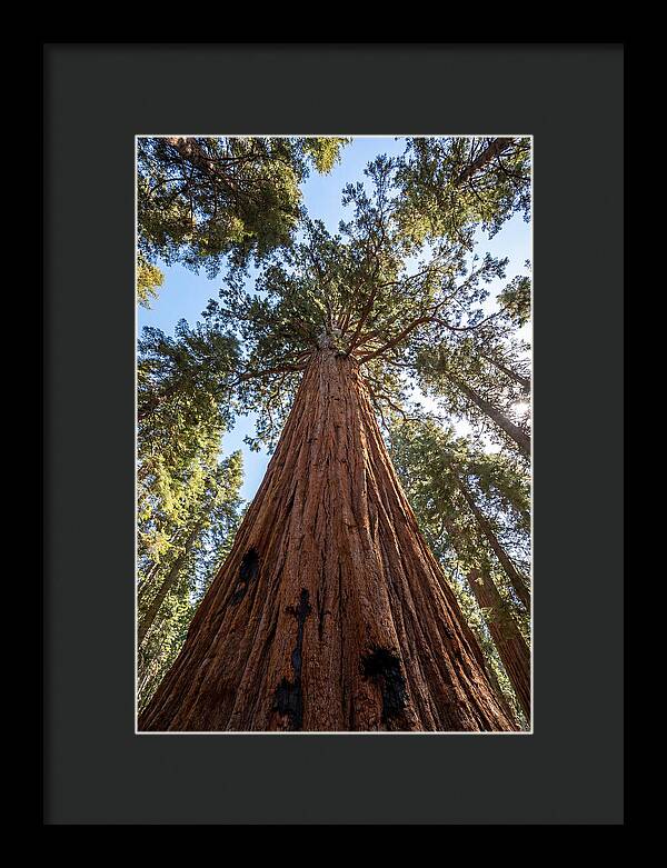 Gazing Upward Through Sequoia Canopy