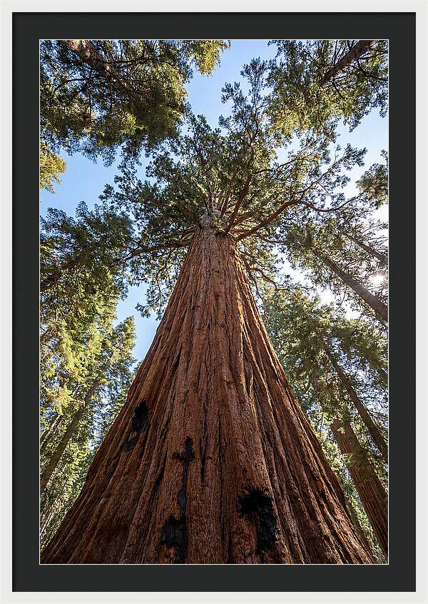 Gazing Upward Through Sequoia Canopy