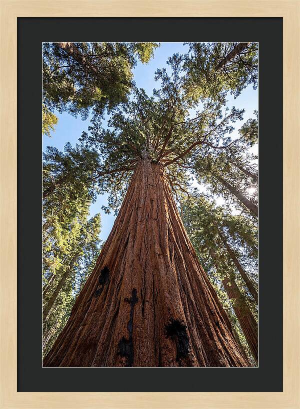 Gazing Upward Through Sequoia Canopy