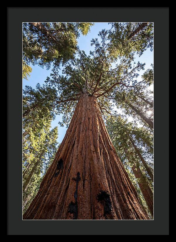 Gazing Upward Through Sequoia Canopy