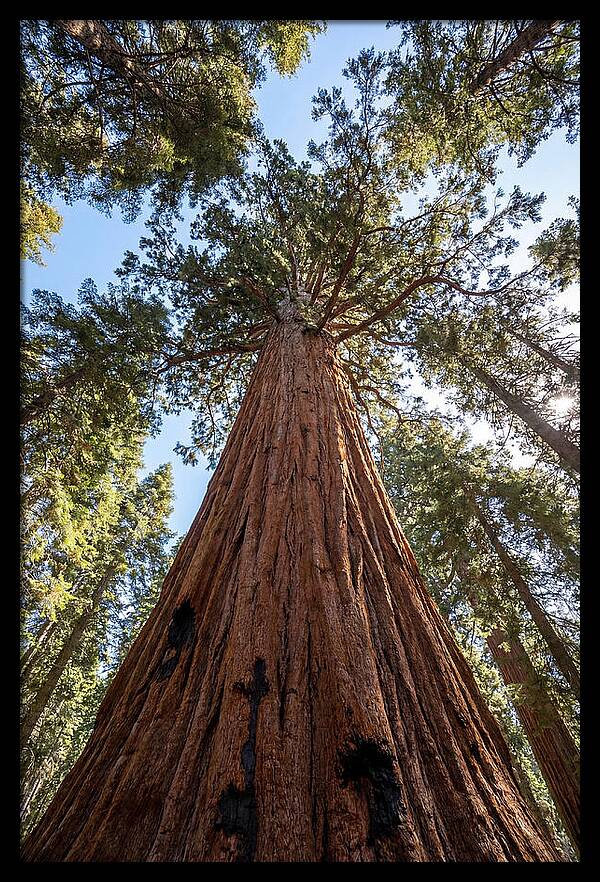 Gazing Upward Through Sequoia Canopy