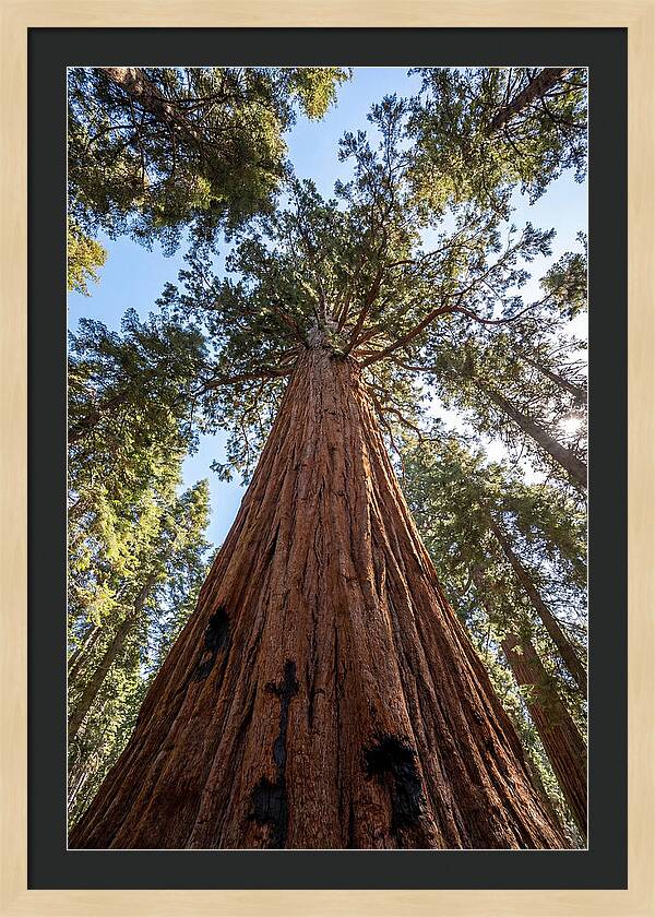 Gazing Upward Through Sequoia Canopy