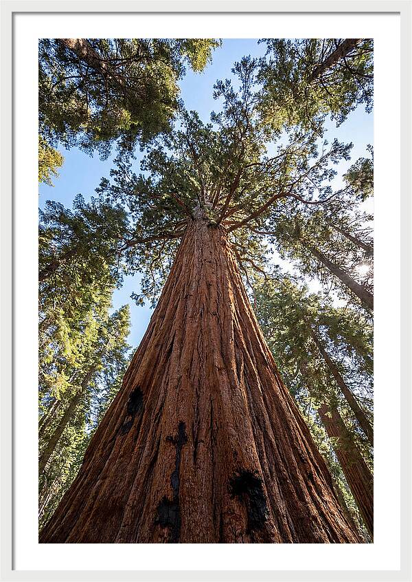 Gazing Upward Through Sequoia Canopy
