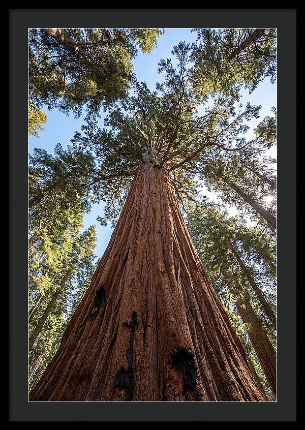 Gazing Upward Through Sequoia Canopy