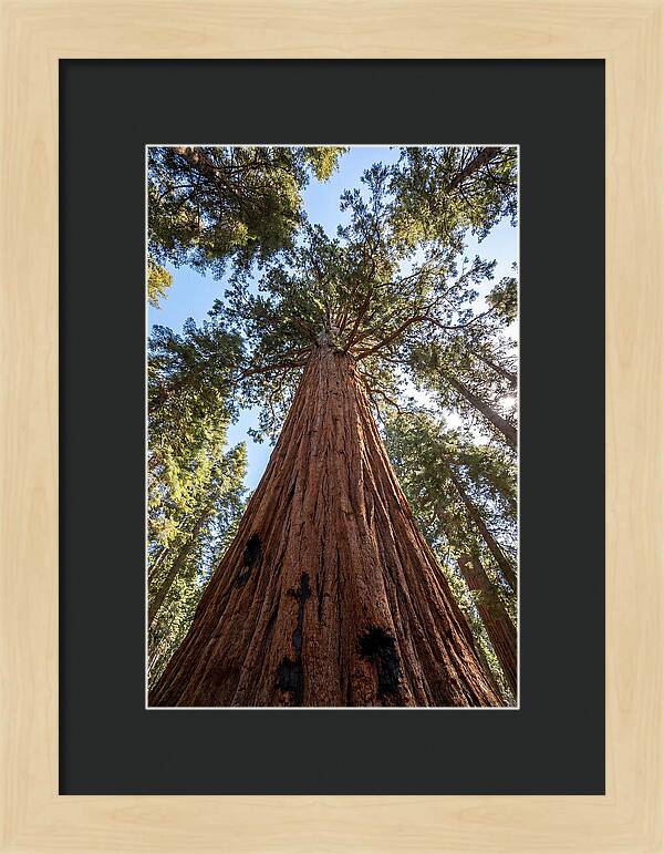 Gazing Upward Through Sequoia Canopy