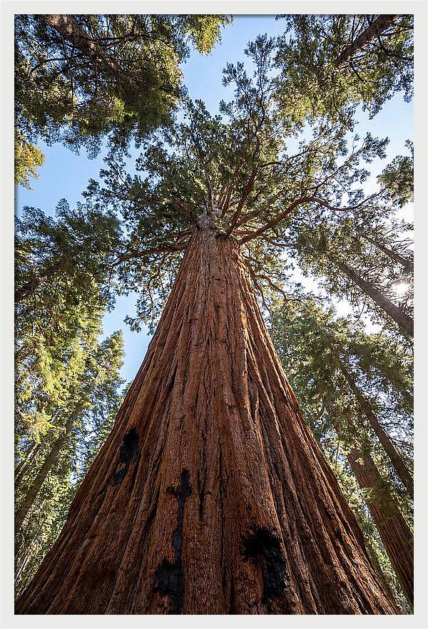 Gazing Upward Through Sequoia Canopy