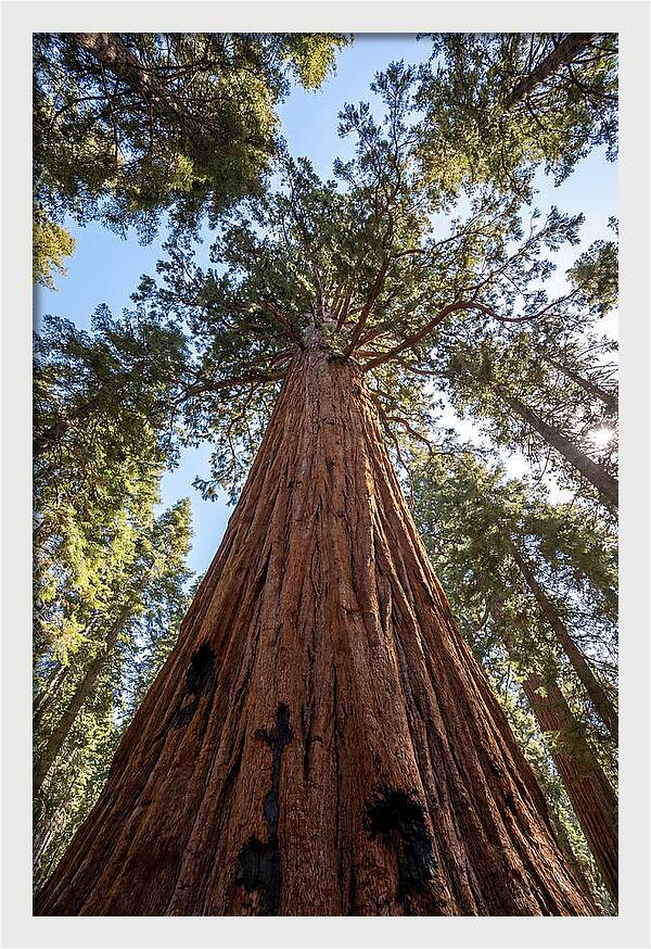 Gazing Upward Through Sequoia Canopy