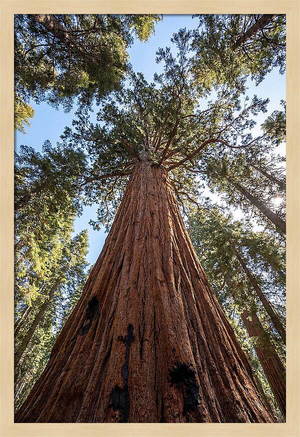 Gazing Upward Through Sequoia Canopy
