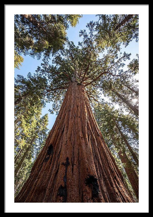 Gazing Upward Through Sequoia Canopy
