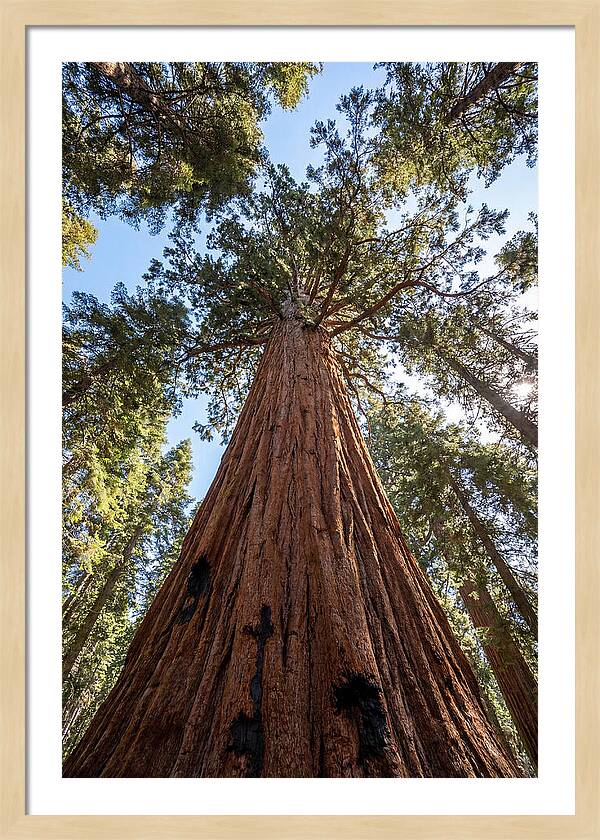 Gazing Upward Through Sequoia Canopy
