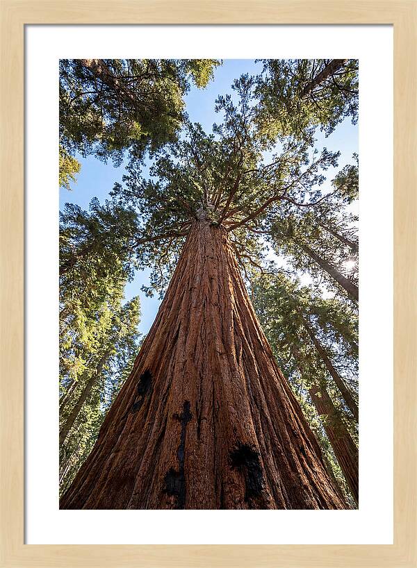Gazing Upward Through Sequoia Canopy