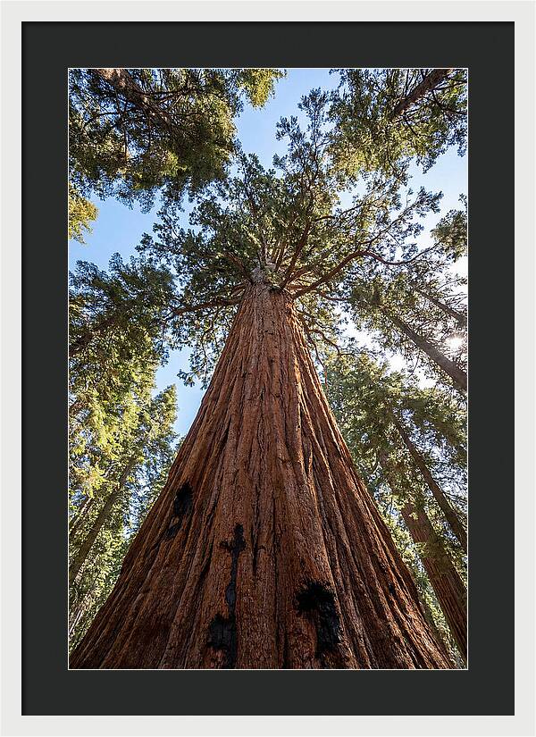 Gazing Upward Through Sequoia Canopy