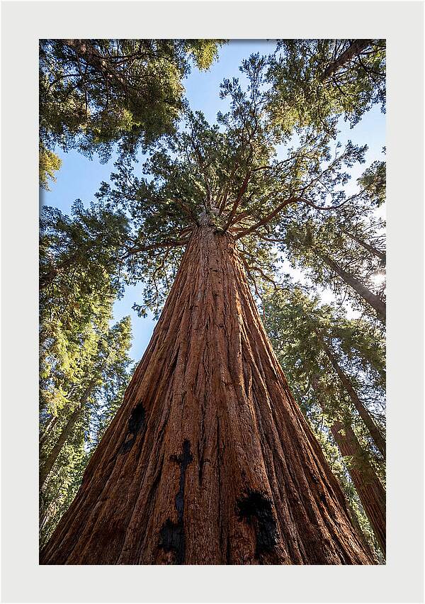 Gazing Upward Through Sequoia Canopy