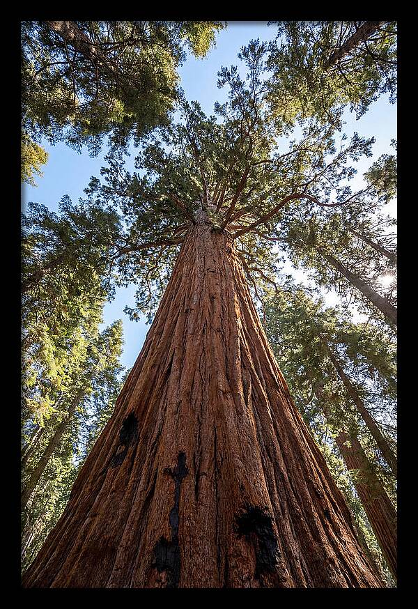 Gazing Upward Through Sequoia Canopy