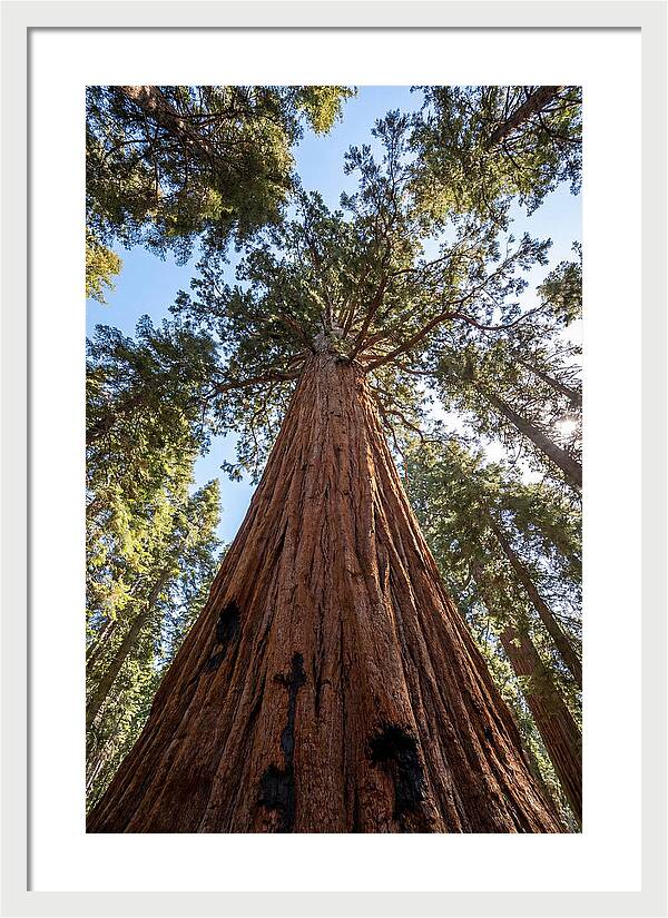 Gazing Upward Through Sequoia Canopy