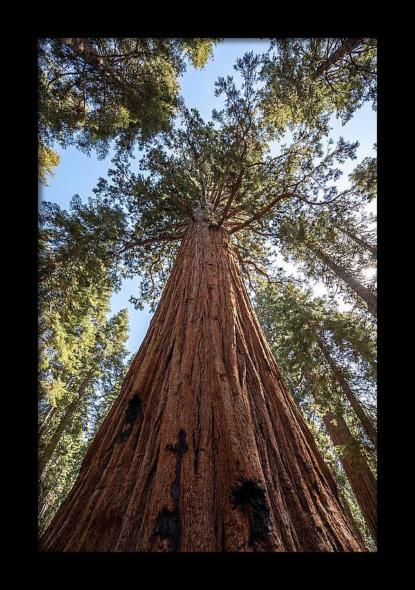 Gazing Upward Through Sequoia Canopy