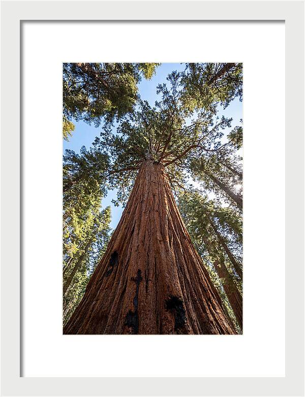 Gazing Upward Through Sequoia Canopy