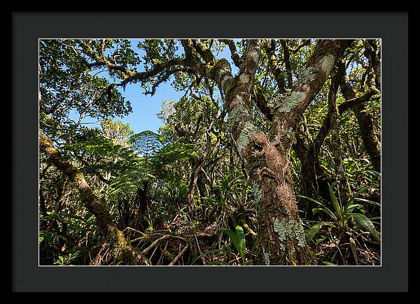 Geckos Hidden Elegance