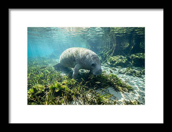 Gentle Giant In Crystal Waters