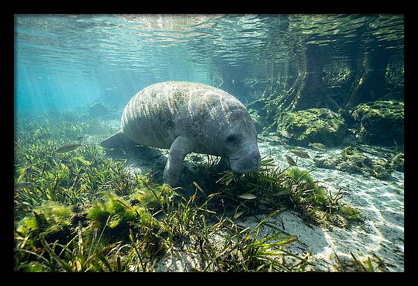 Gentle Giant In Crystal Waters